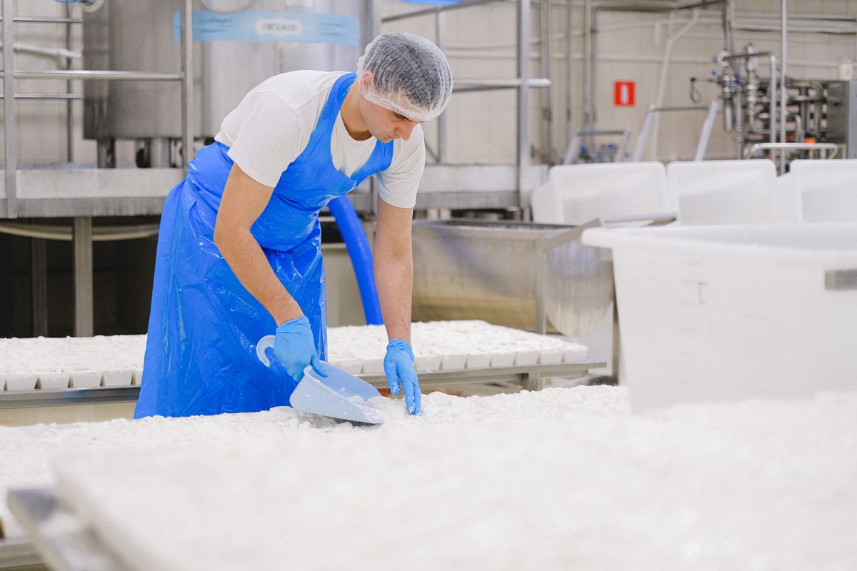 A worker in a hairnet, apron and gloves at a dairy production table